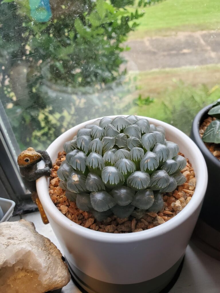 Nice rainy day to appreciate some of my favorite Haworthias part 2