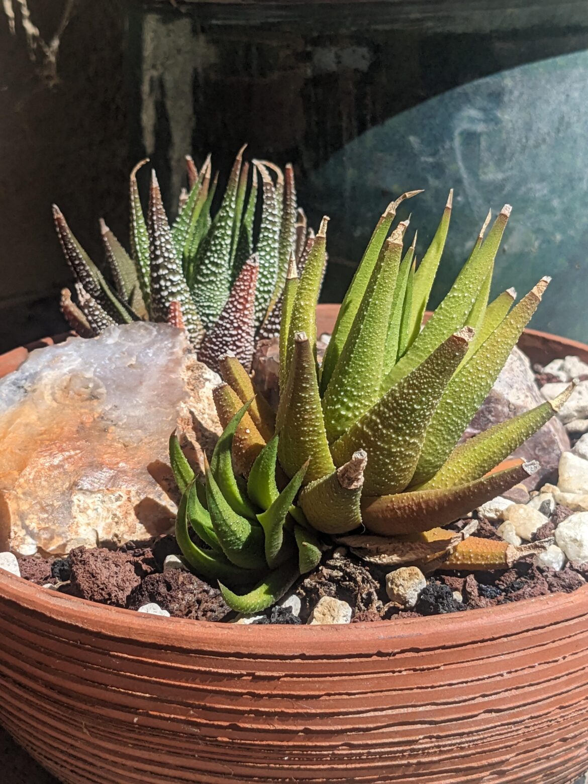 A pair of attenuatas with summer colors