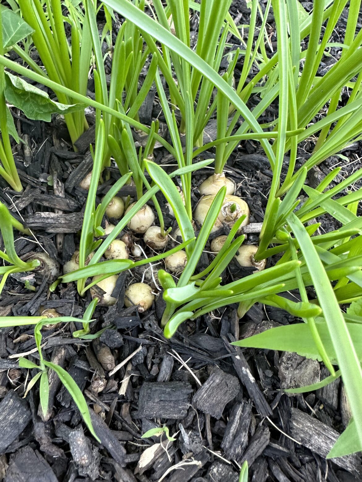 Any idea what this is? New Jersey