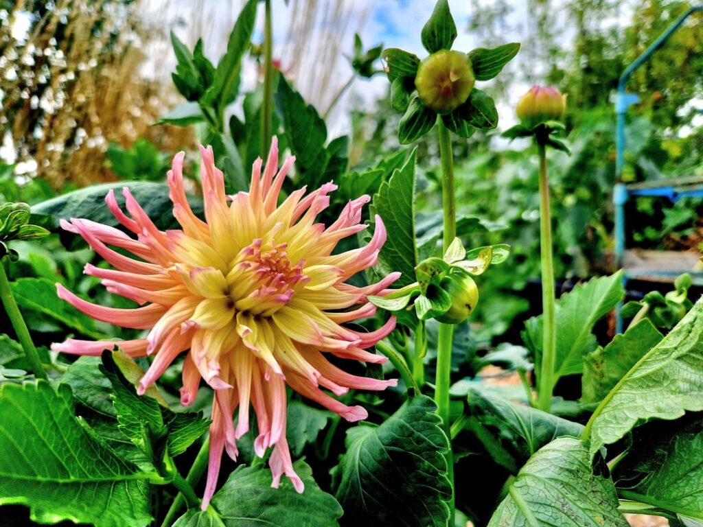 September Dahlias on the Plot UK