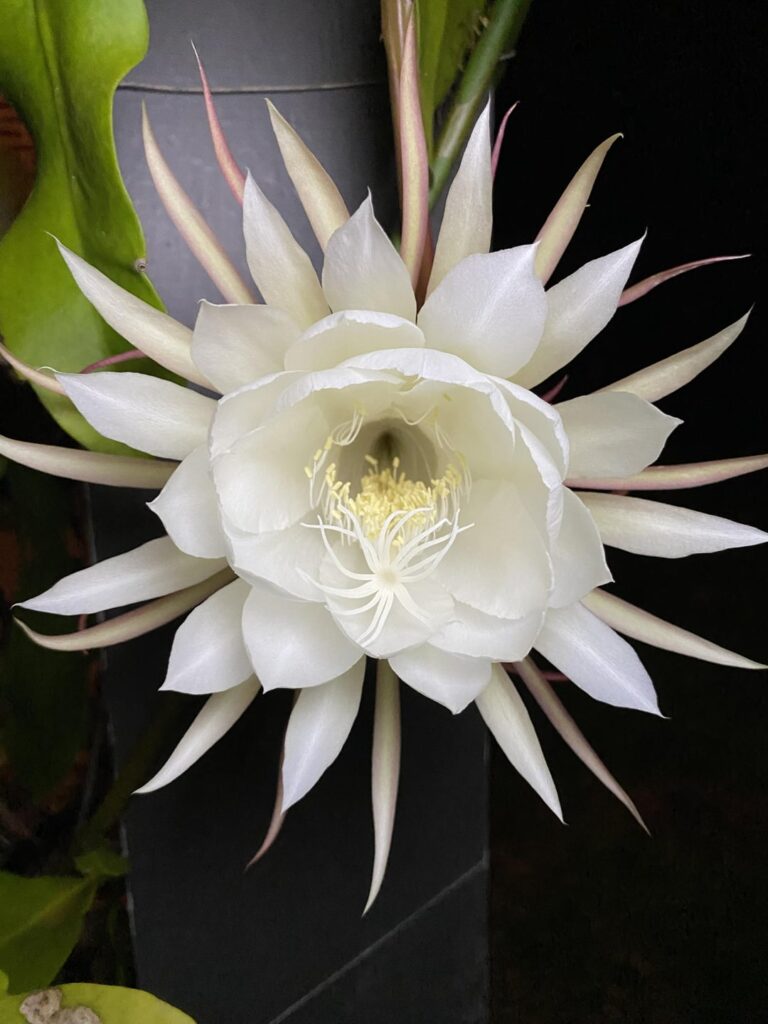 Queen of the night cactus blooming tonight!!!