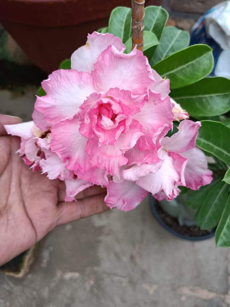 Pink Desert Rose flowers( Adenium) 🌸🌸🌸