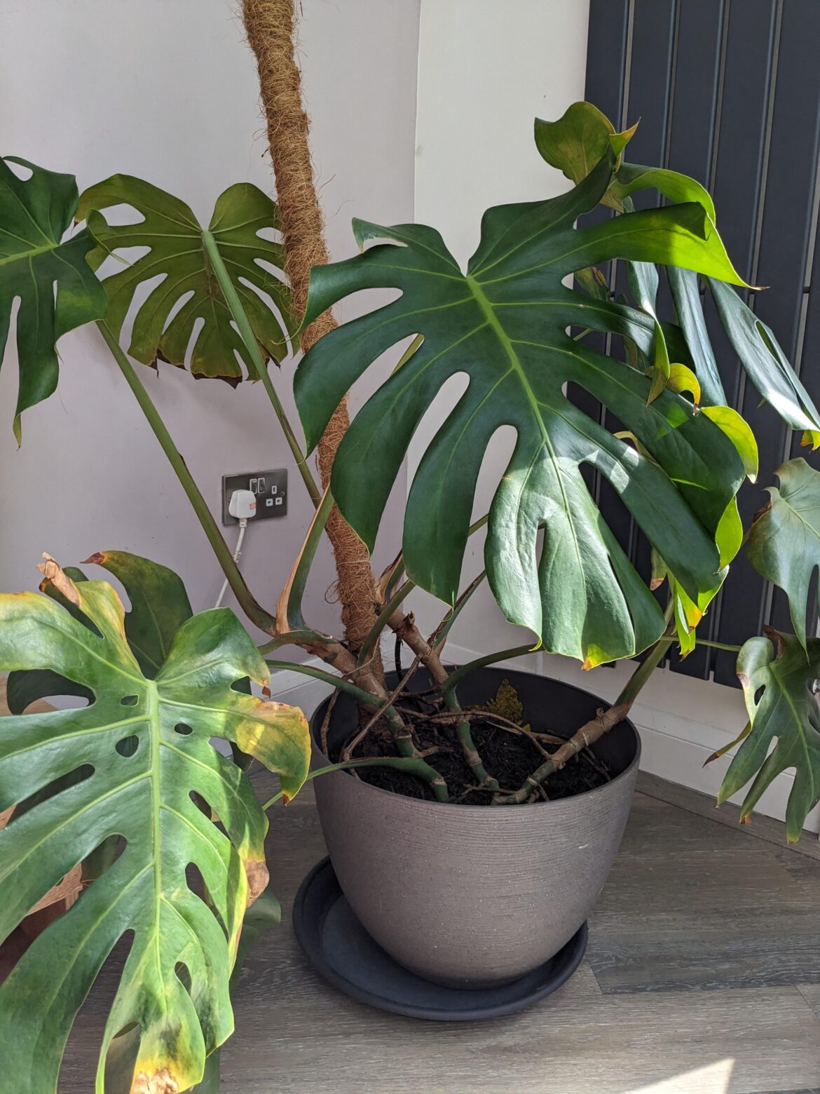 Thrips, probably root rot