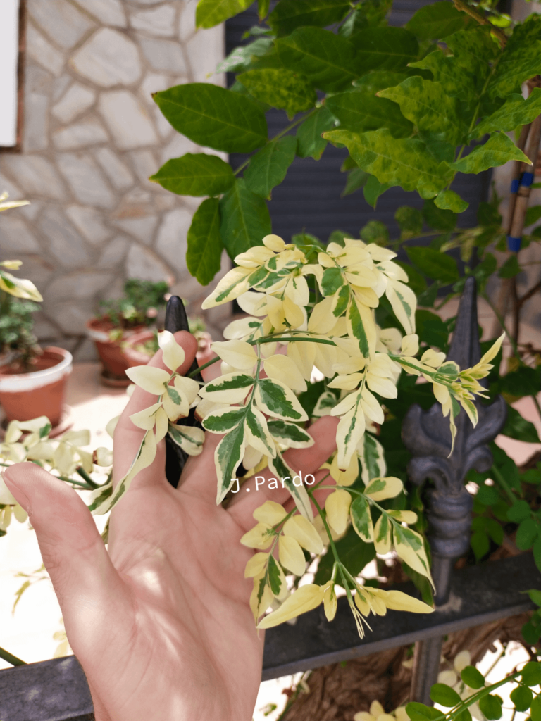 Variegated sport in Jasminum Grandiflorum [OC]