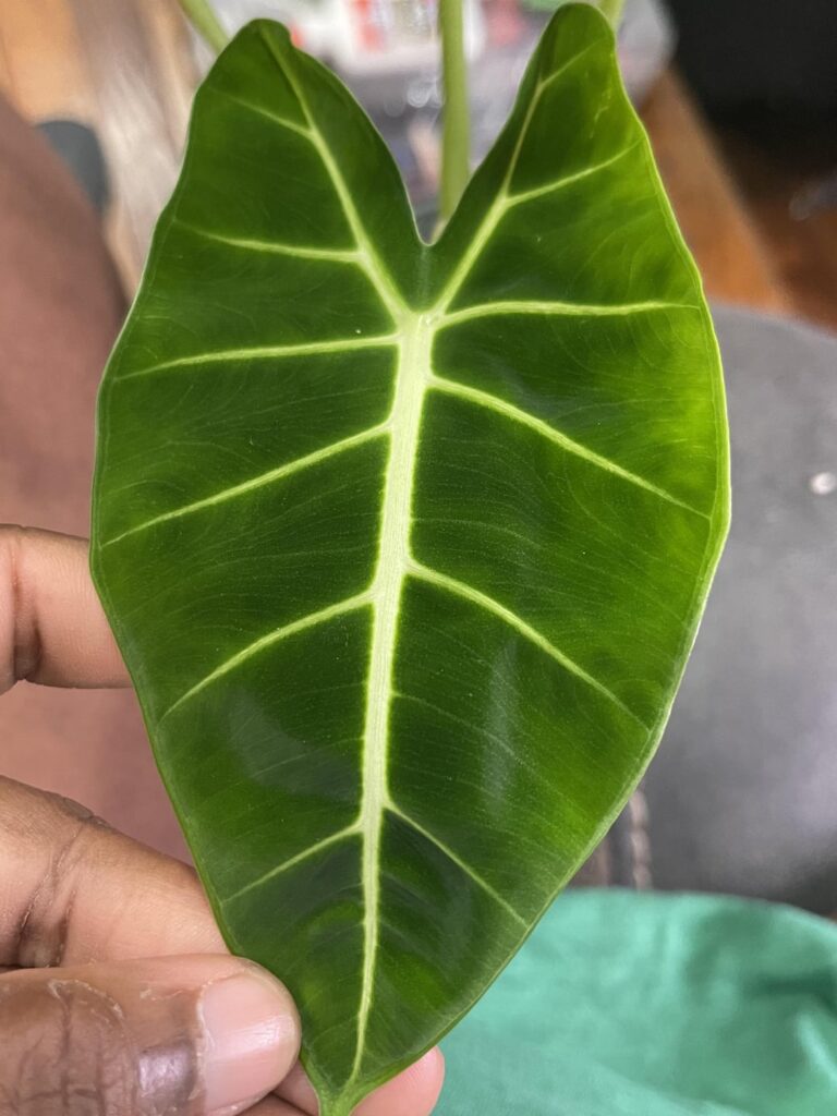 New Frydek Leaf New Frydek Leaf