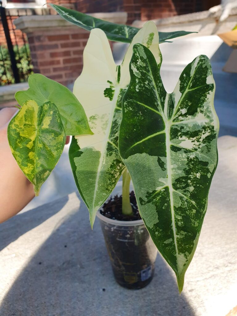 Looking for that mint frydek to complete my trio 👀