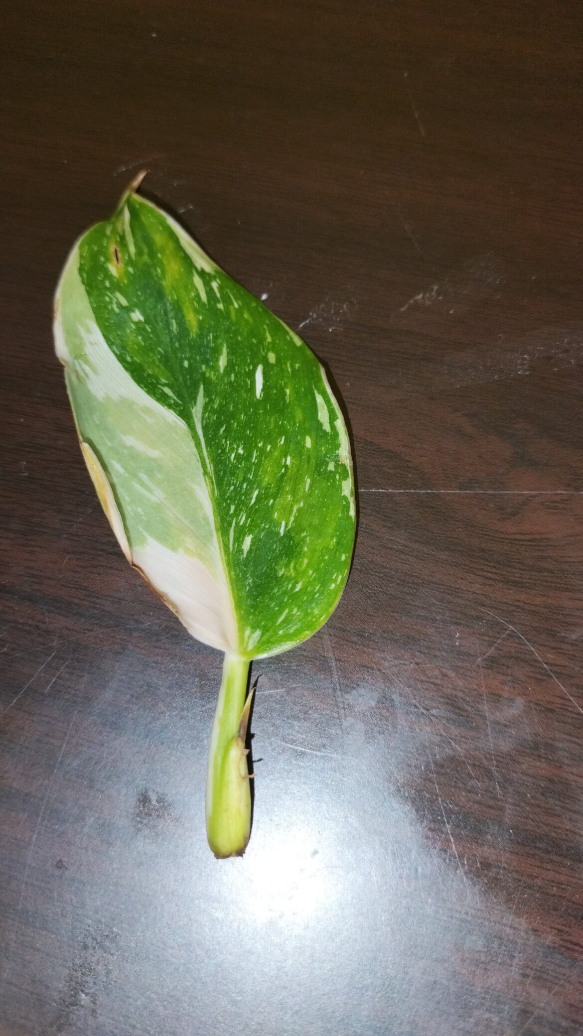 What is this and can I propogate it?