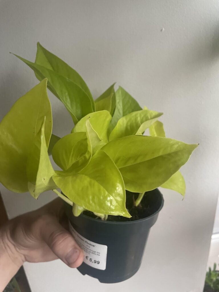 Label says golden pothos. But looks much more like a neon pothos. Any ideas?
