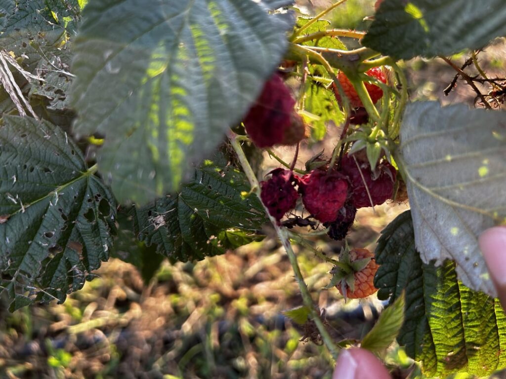 Raspberries research ideas