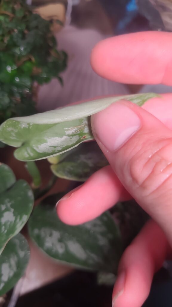 Potho I bought from the nursery a few days ago, is it okay?