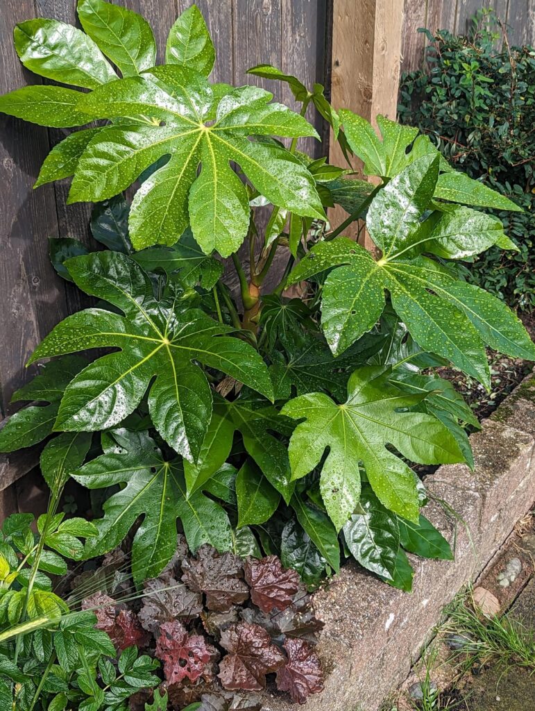 Hardy tropical gardening