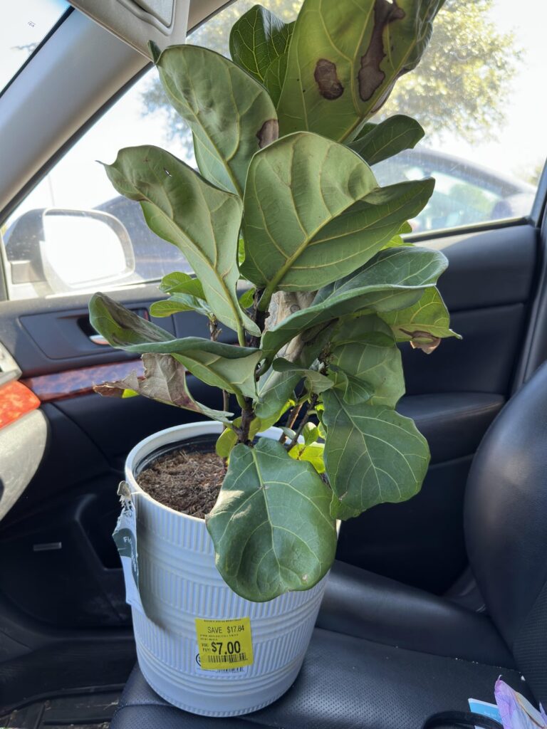 Saved from Walmart, tips?