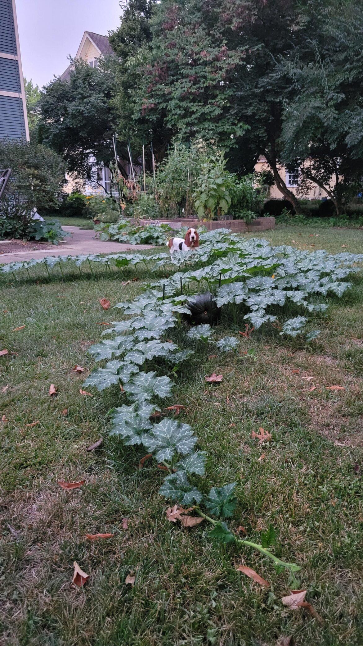 Me in May: "If I give the pumpkin 4 sq ft in the bed, it will only spill over a little bit."