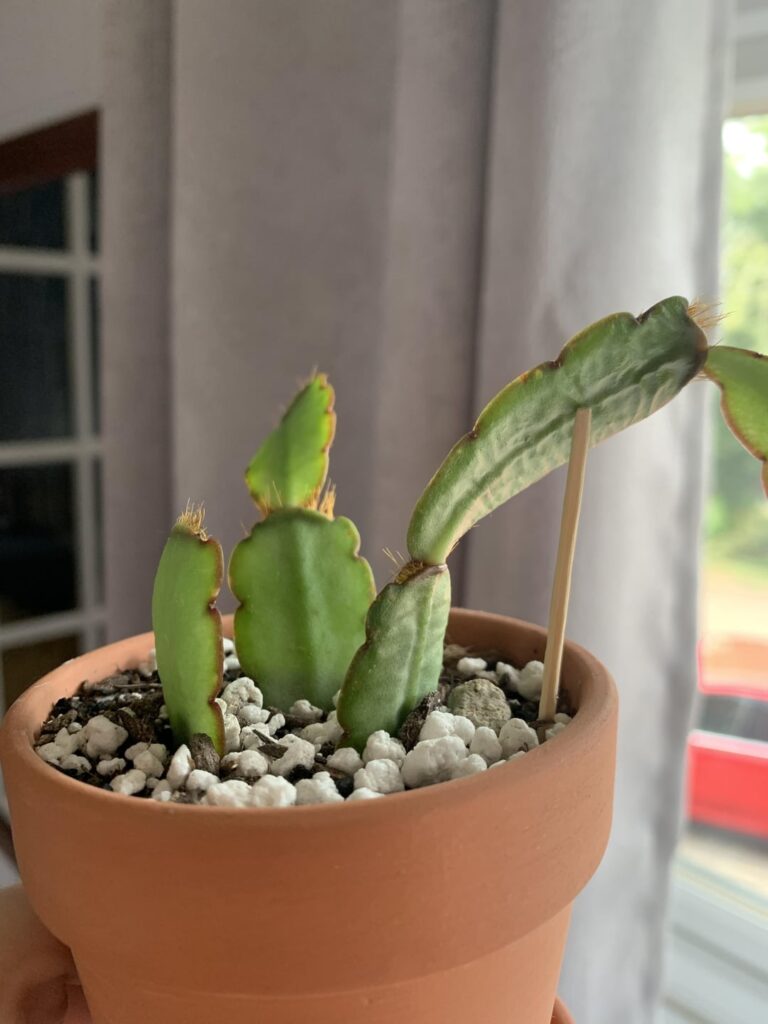 Are these underwatered or overwatered?