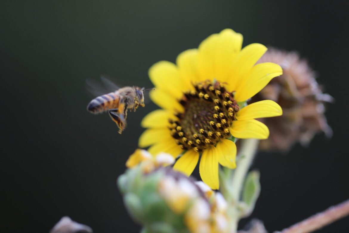 Bee + sunflower
