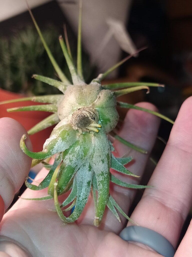 tillandsia ionantha growing roots? 😅
