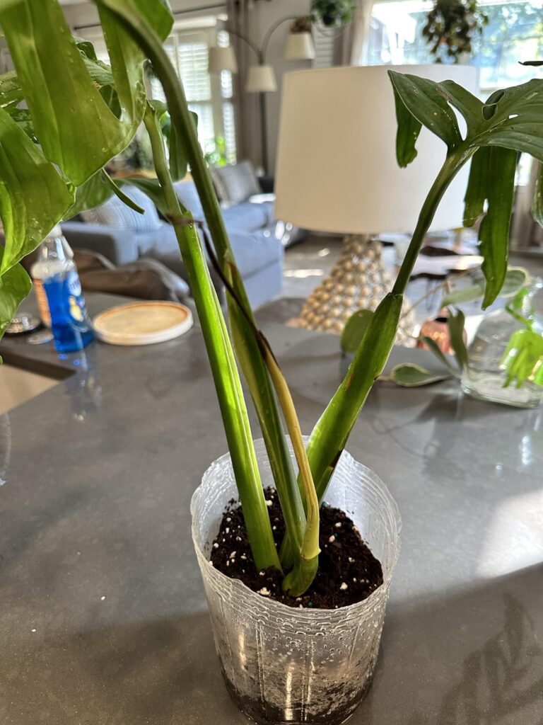 Help! Will my esqueleto grow?
