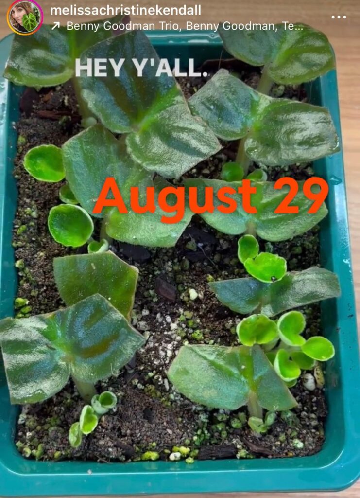 Update on my new favorite hobby- hacking down the mother leaves on all my props 😈🪓 “Edge of Darkness” prop tray 8/29-9/11 Update on my new favorite hobby- hacking down the mother leaves on all my props 😈🪓 “Edge of Darkness” prop tray 8/29-9/11
