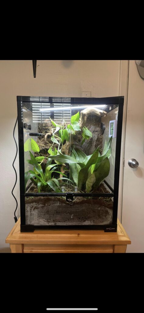 How is my first vivarium?