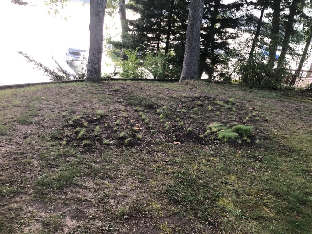 Progress on Blue Grama and Buffalo Grass lawn replacement. Sw Michigan.