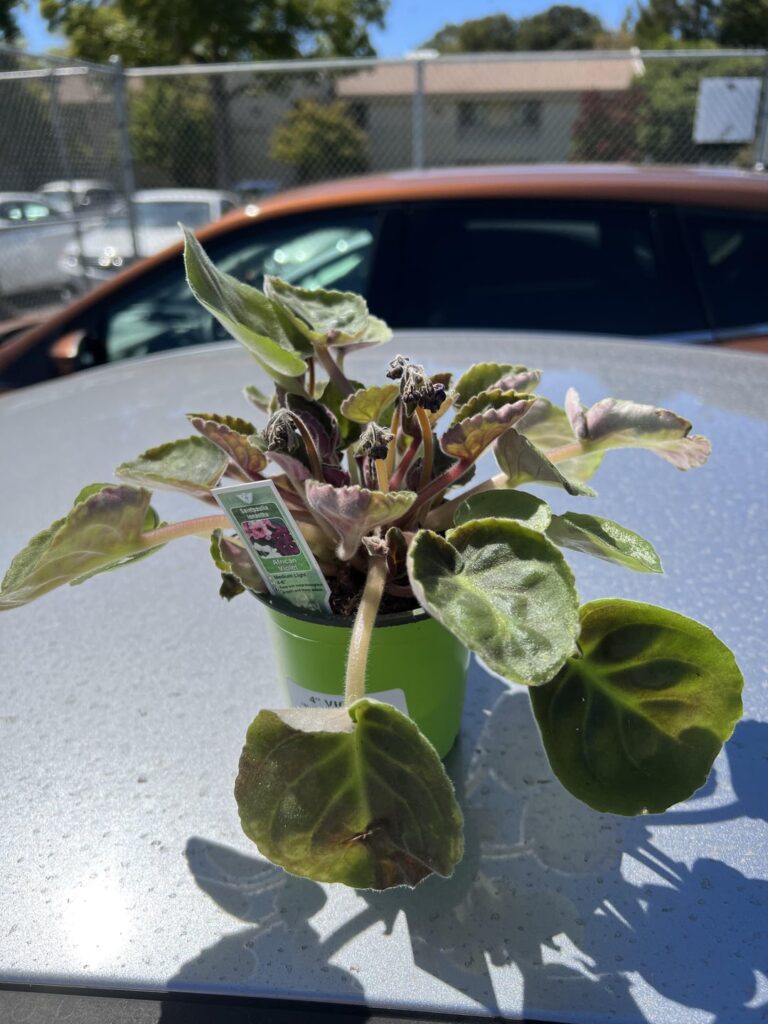 New African Violet New African Violet