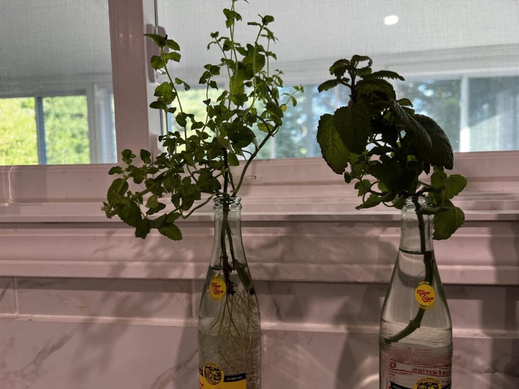 If anyone can appreciate this I know it’s you all.. my current props 💗 all rooting very well