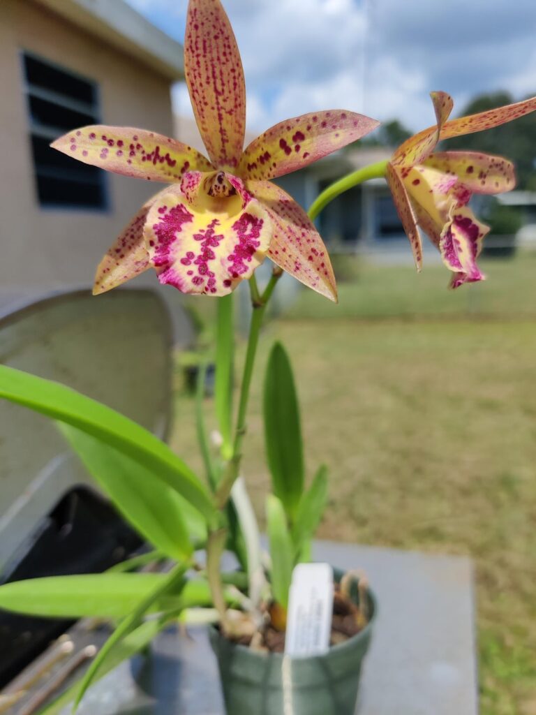 Rebloom! "Bc. Rustic Spots H&R"