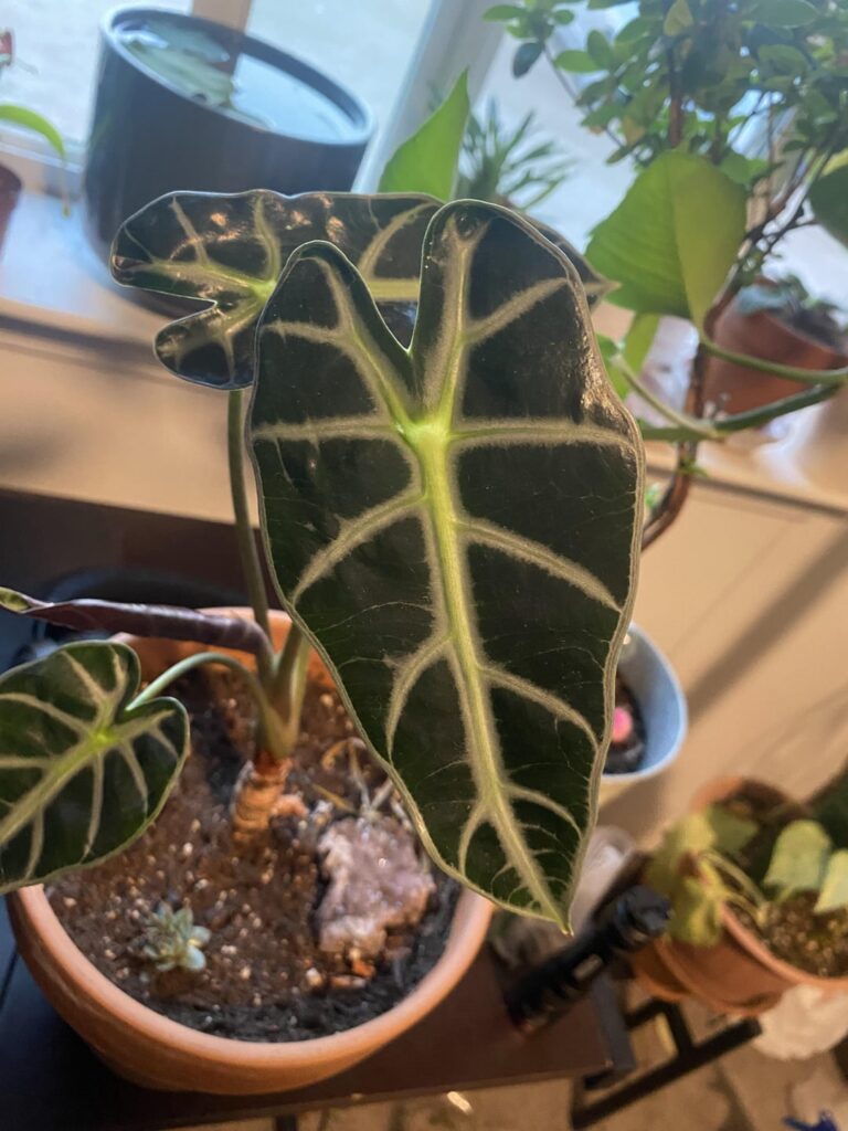 bambino or young polly? also is last picture alocasia stingray?