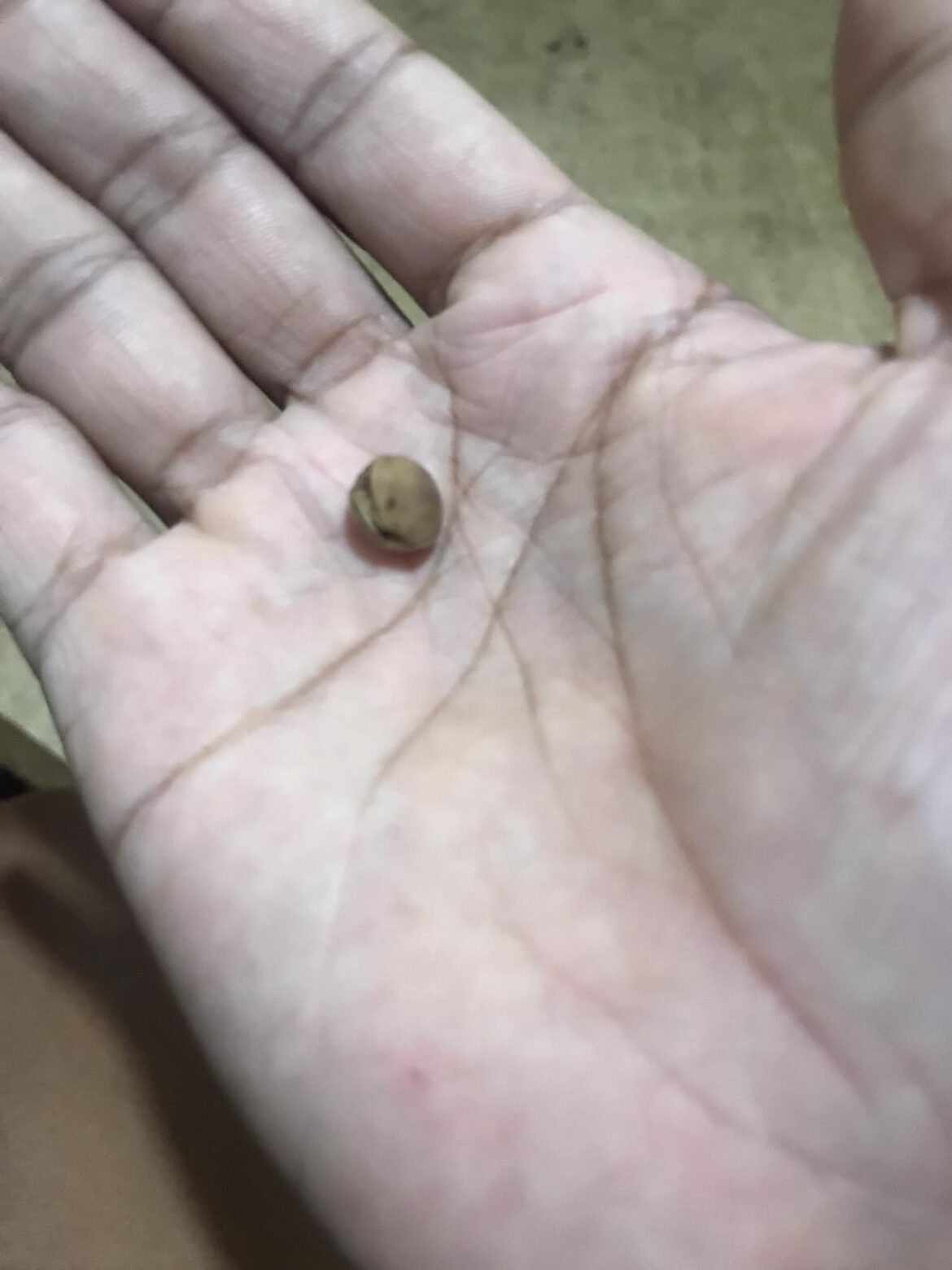 Seed from what type of Berry?