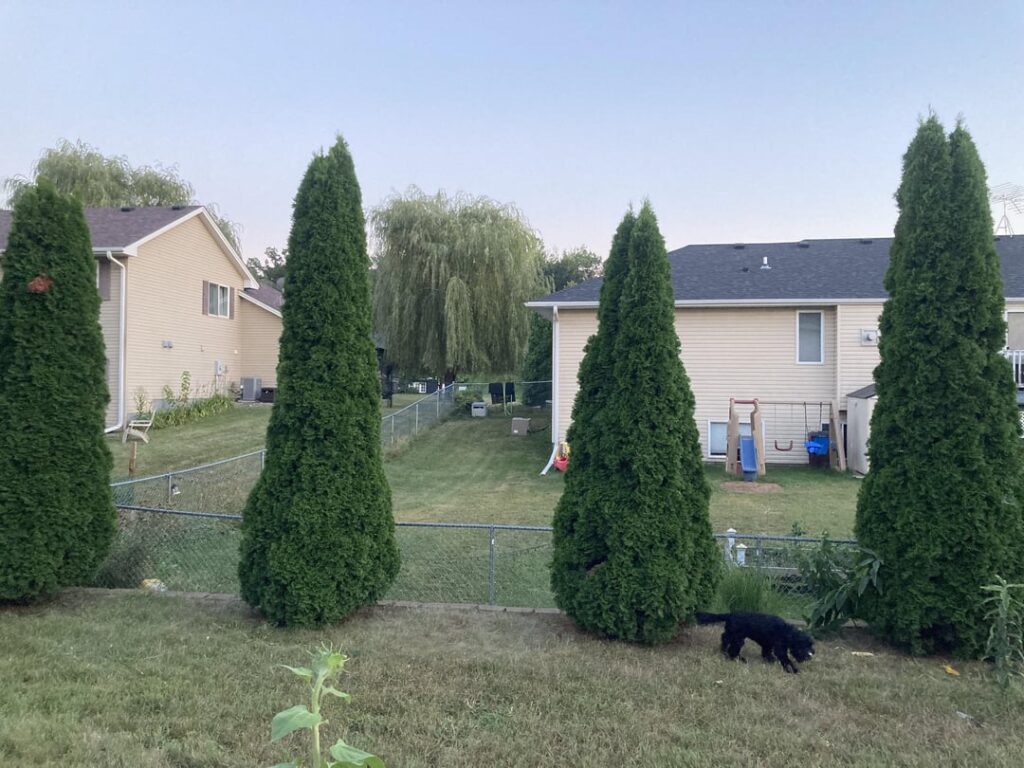 Ideas for what to plant between these arborvitae in my backyard Ideas for what to plant between these arborvitae in my backyard