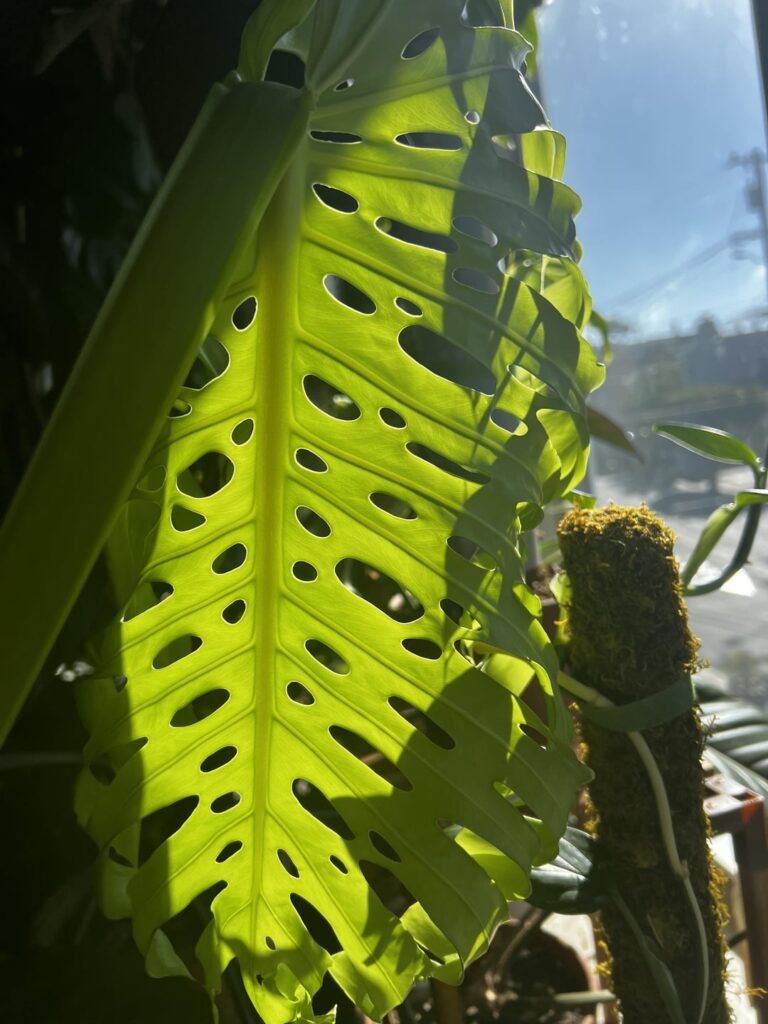 Look at this wonder. My first time witnessing a mature born leaf. Fenies for days.