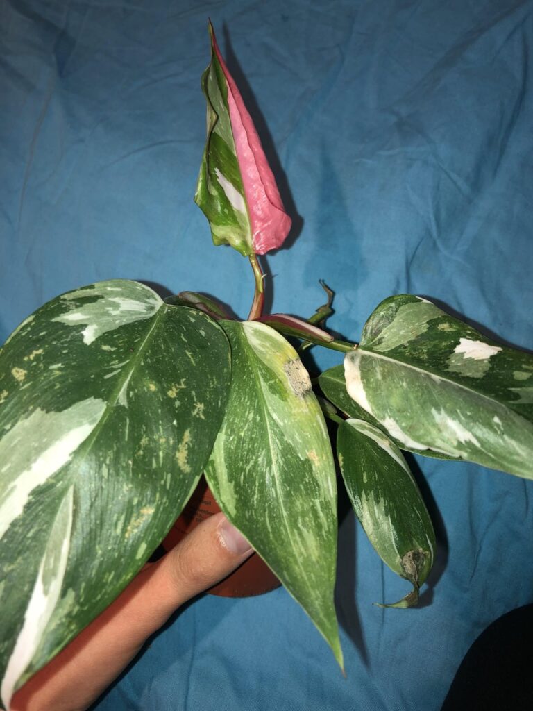 White knight made half pink leaf? Is she special?