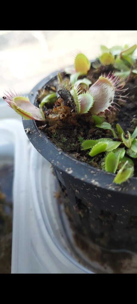 how do I get rid of mites in my Venus fly traps without killing the plant??
