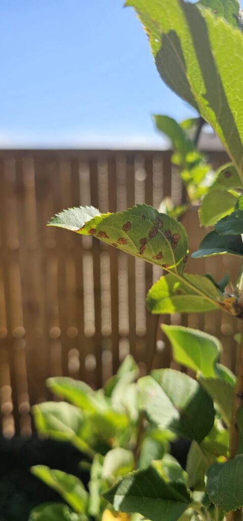 Spots in Fuji apple tree leaves