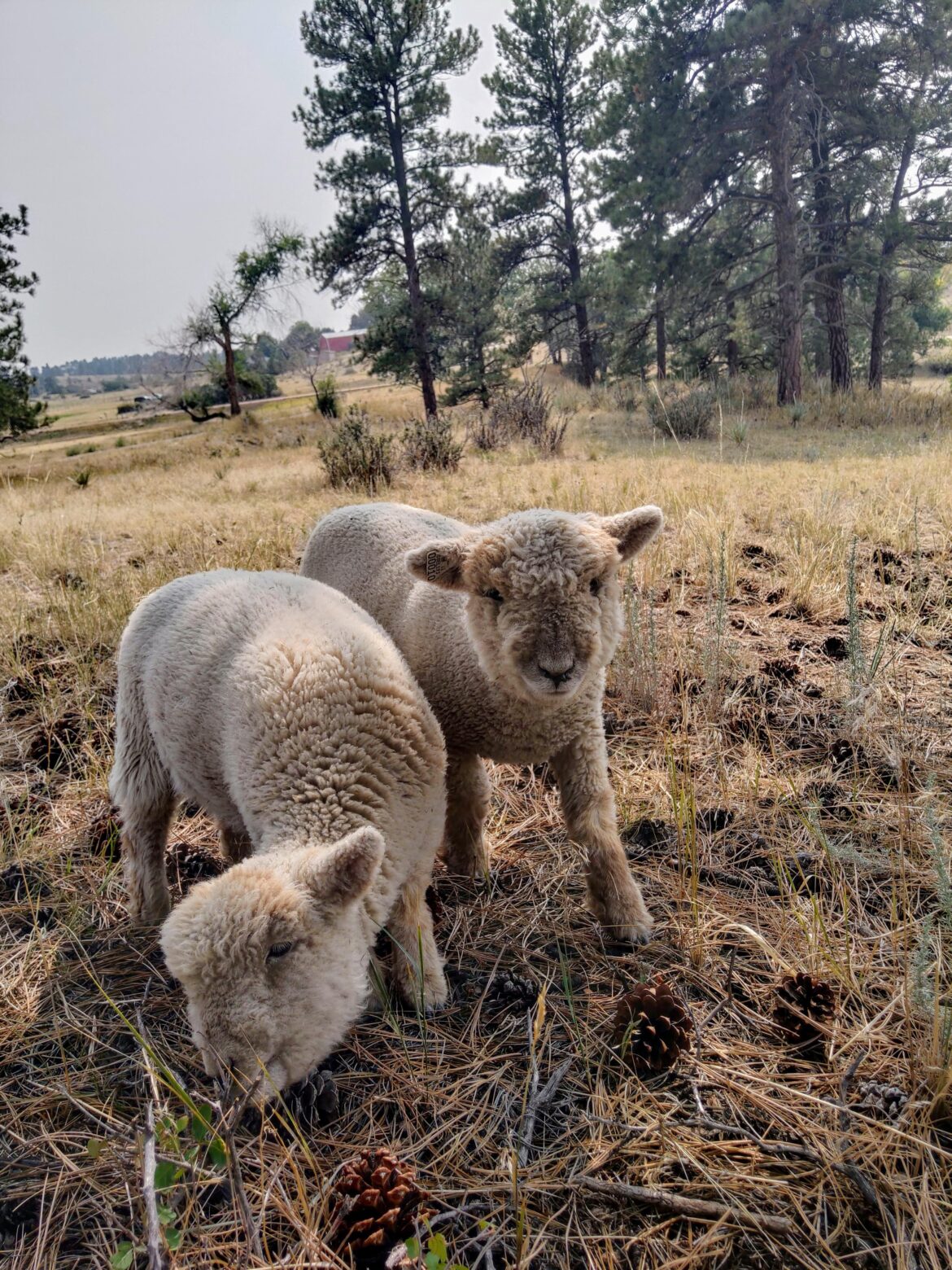 Do sheep like toys like goats do? If so, what kinds of things? I want to keep my girls happy.