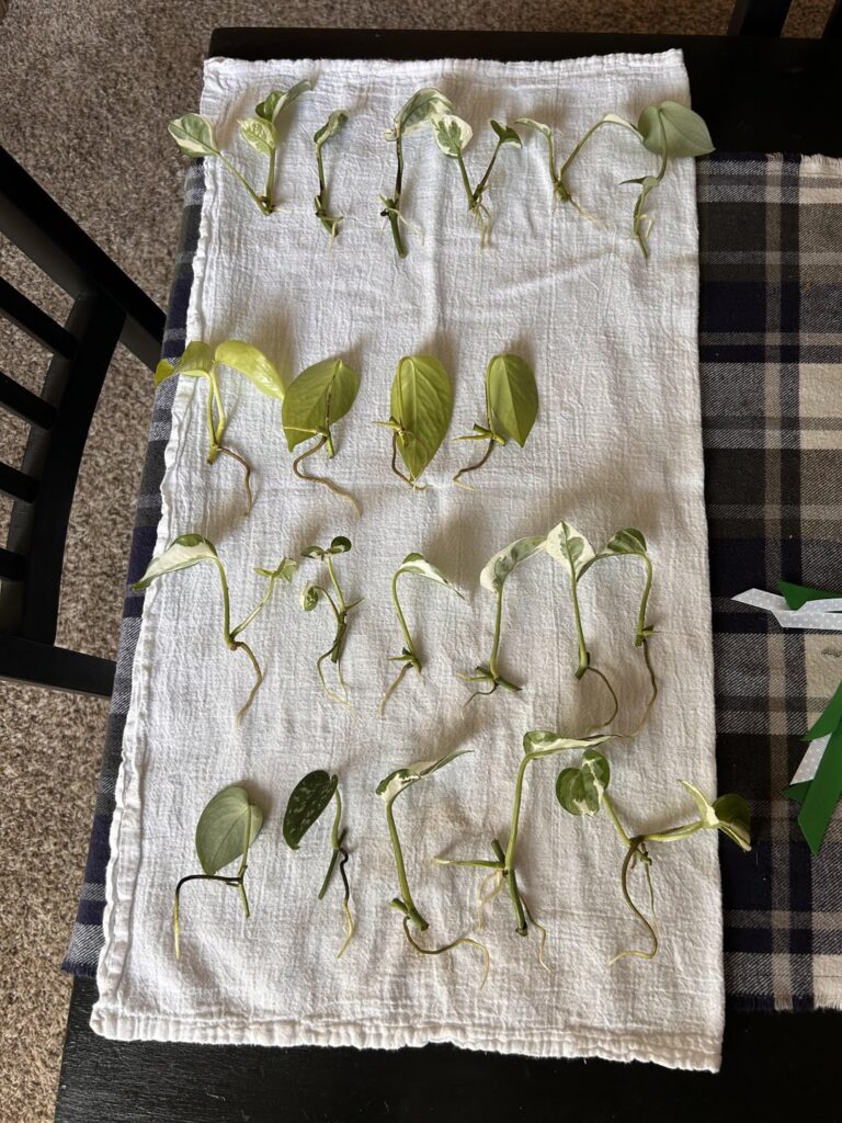 any of these ready for propagation?