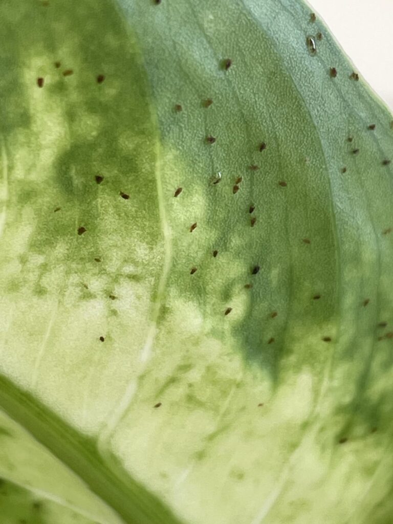Dumb cane black dots. What are they? Friendly or FOE?