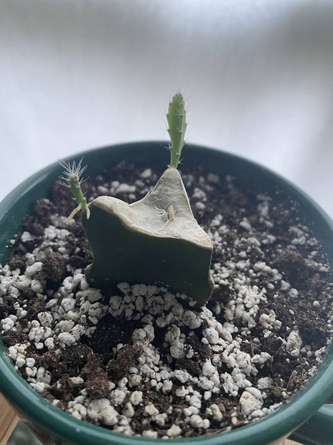 Help! What do I do? Or just leave it alone?