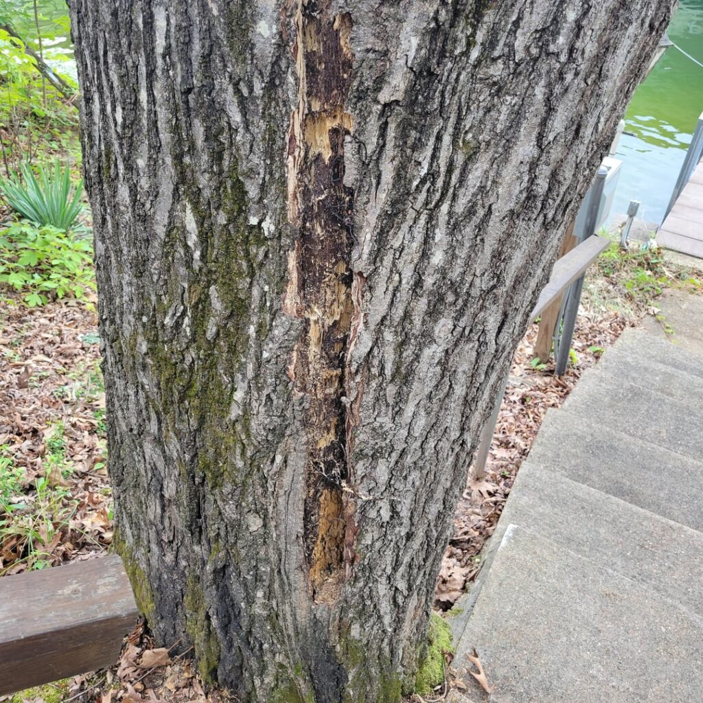 Is this going to die?