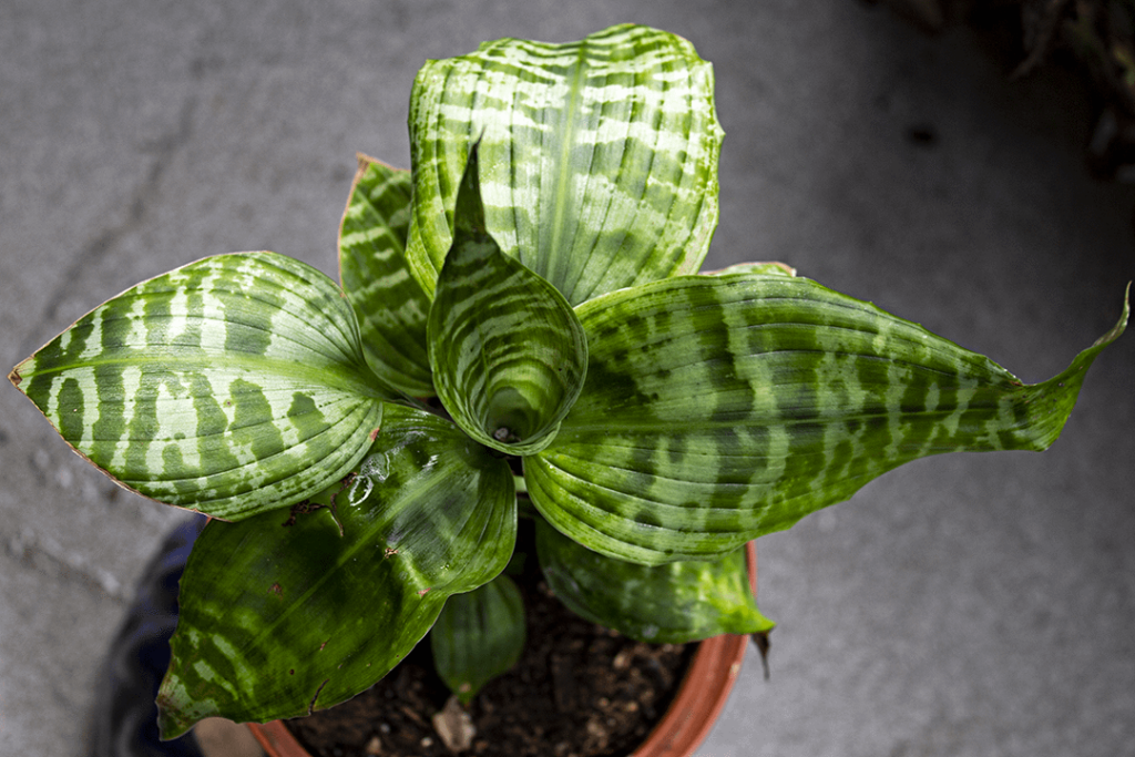 Dracaena goldieana - never seen one of these before and had to have her!