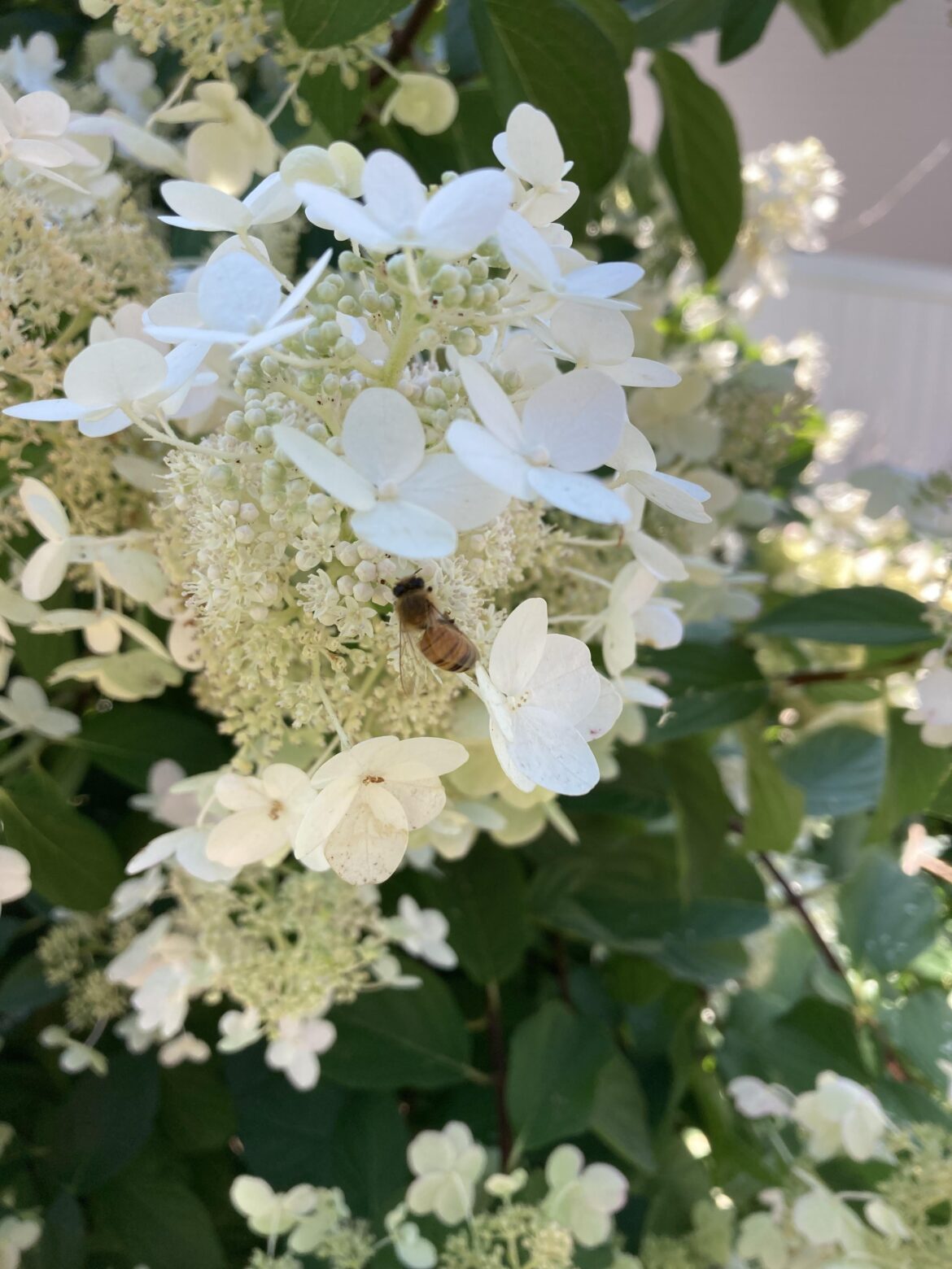 Hydrangea paniculata [OC]