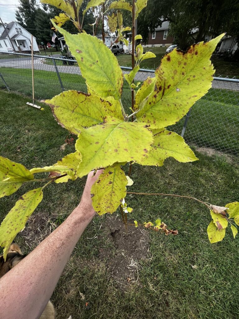 What is wrong with this apple tree