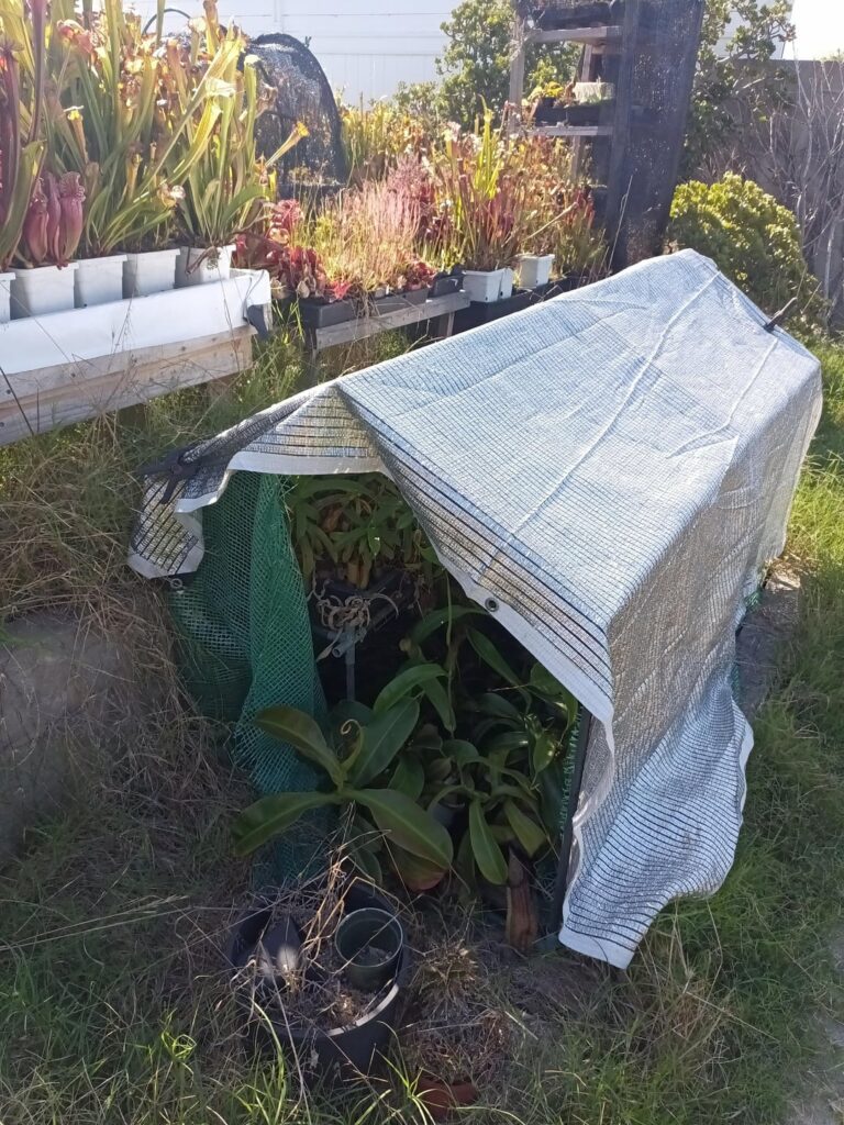 shade tent is busting at seams