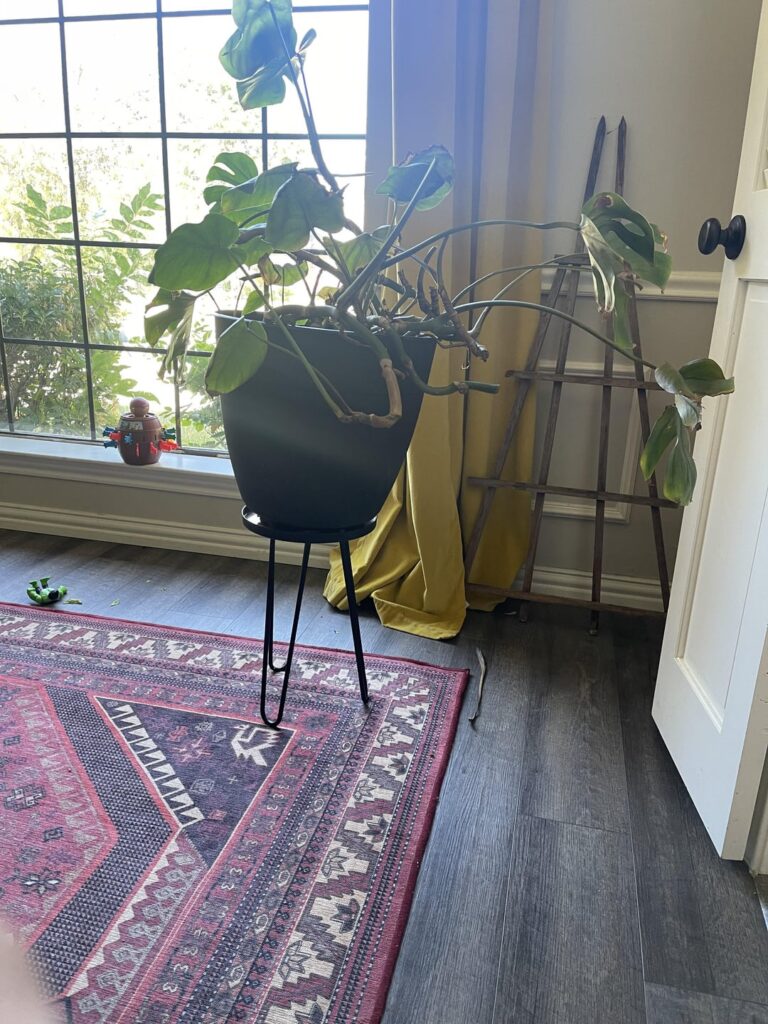 Need help, looks like it’s dying everything growing is brown