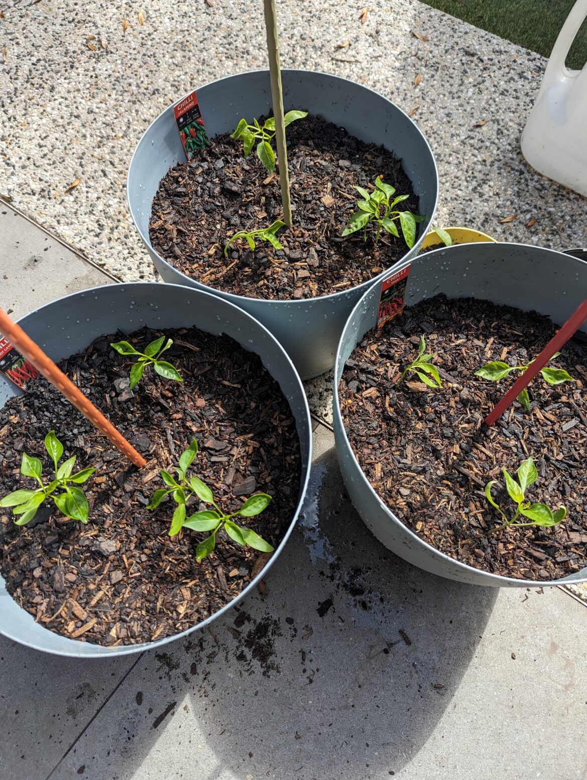 First time grower: what do I need to know?