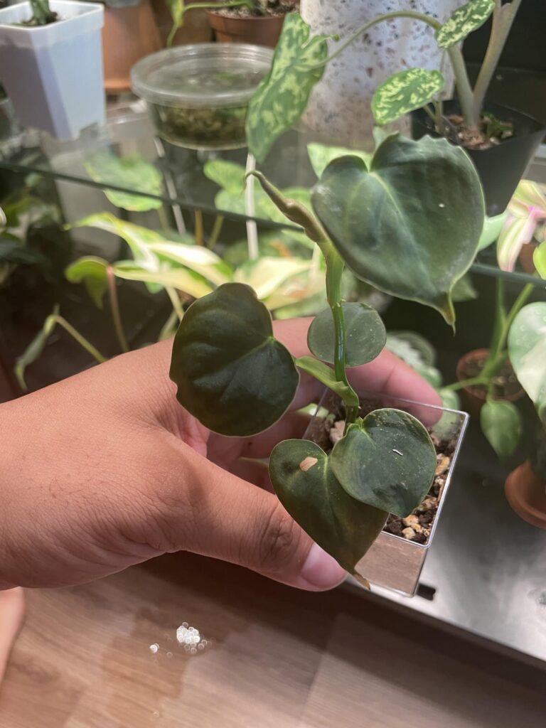 Why is my Lupinum growing like this?