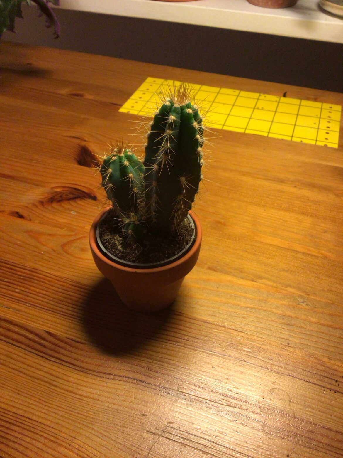 I got a lil cactus as a birthday gift!