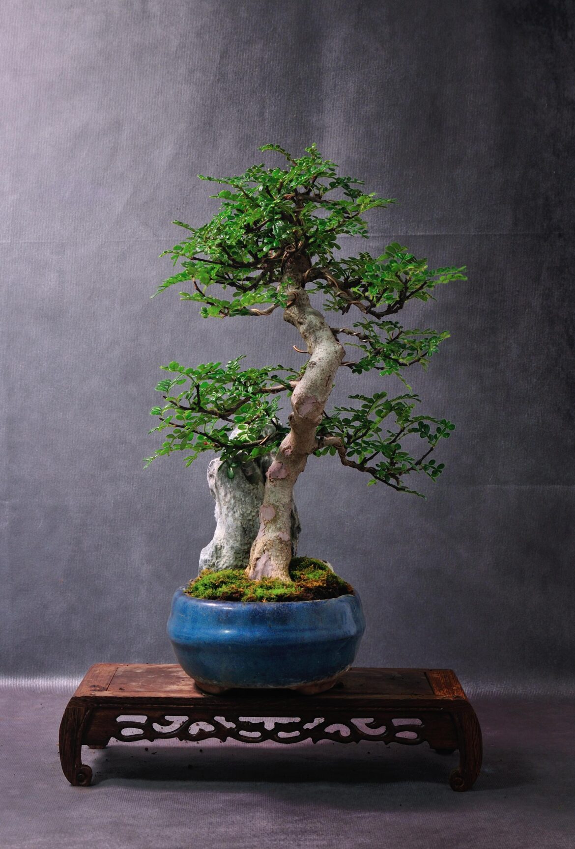 Zantoxilium piperitum