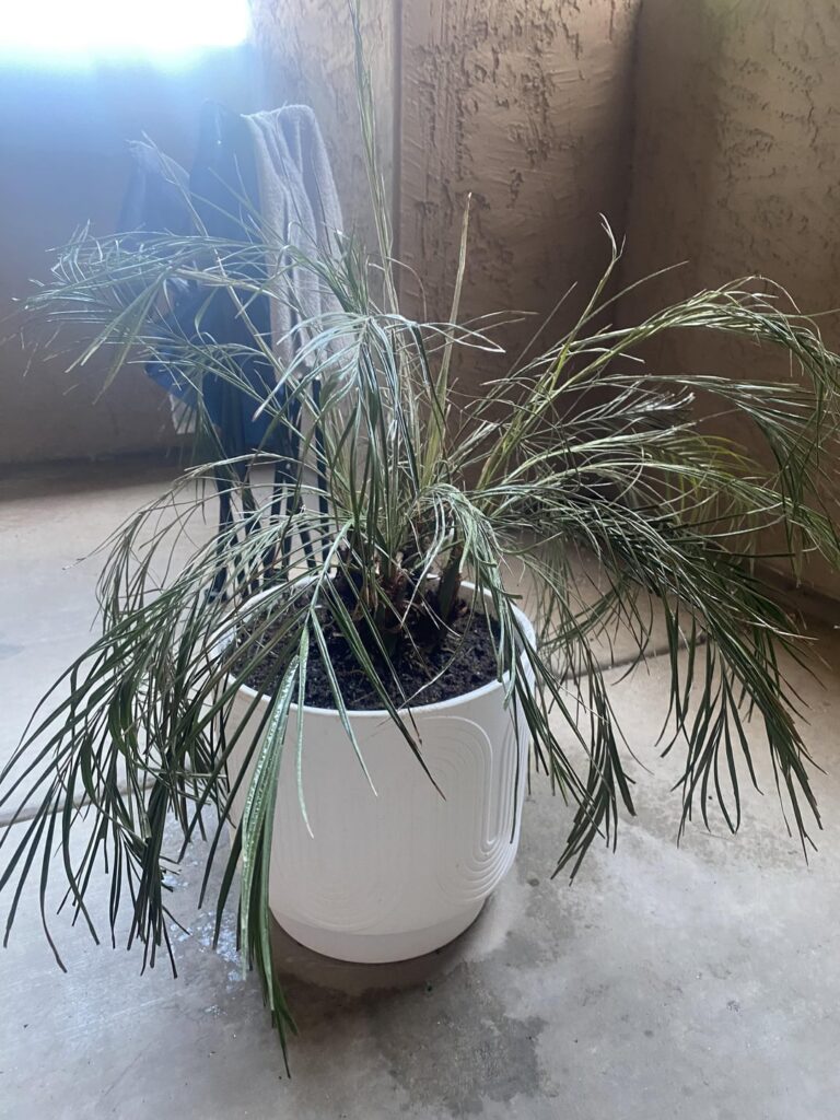 Is there any saving left to this little guy?!