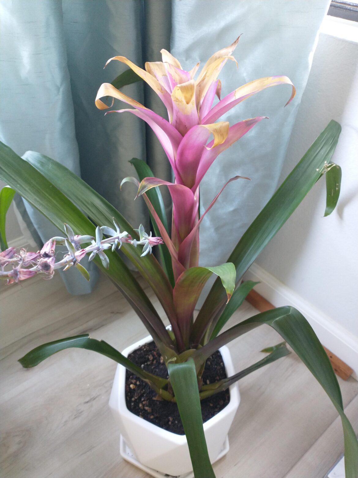 My sister's plant is looking sad and she doesn't know what's wrong